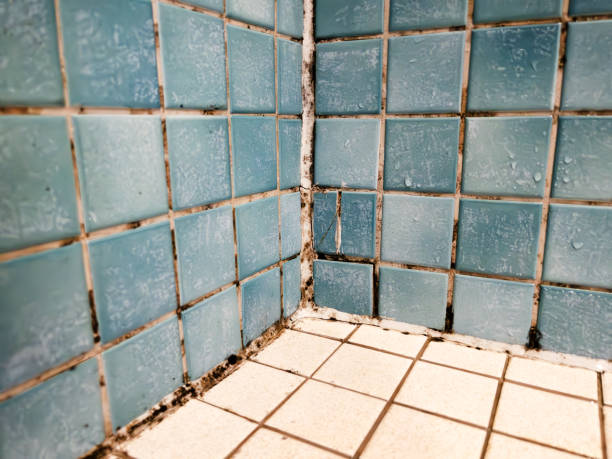Best Mold Damage Restoration  in Spindale, NC