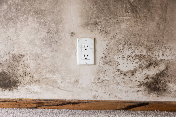Environmental Consulting for Mold Prevention in Spindale, NC